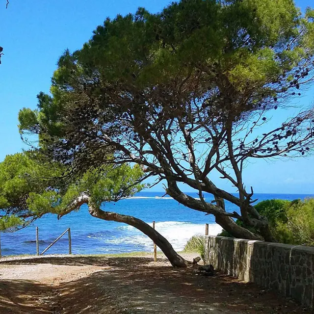 Punta Licosa